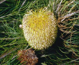 Gidgegannup WA Your Accommodation