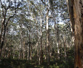 Boranup Karri Forest - Your Accommodation 0