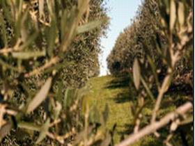 Evilo Estate - Your Accommodation 0