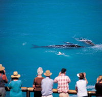Whale Watching At Head Of Bight - Your Accommodation
