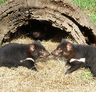 Wing's Wildlife Park - Your Accommodation