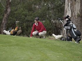 Tasmania Golf Club - The - Your Accommodation 0