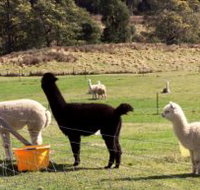 Maydena Country Cabins Accommodation  Alpaca Stud - Your Accommodation