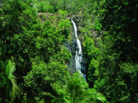 Kondalilla National Park - Your Accommodation 0
