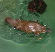 Platypus House - Your Accommodation