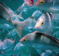 Wolf Rock Dive Site - Your Accommodation