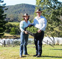 Hinterland Feijoas - Your Accommodation