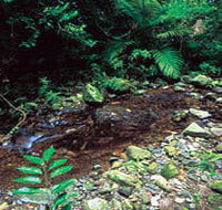 Wompoo Walk - Your Accommodation