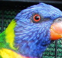 Fraser Coast Wildlife Sanctuary - Your Accommodation