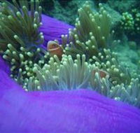 The Lady Bowen Dive Site - Your Accommodation