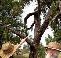 Charleville - Outback Native Timber Walk - Your Accommodation