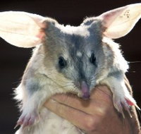Charleville - Bilby Experience - Your Accommodation