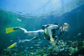 Manta Ray Bommie Dive Site - Your Accommodation 0