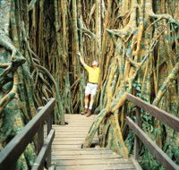 Curtain Fig Tree - Your Accommodation