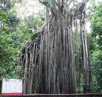 Curtain Fig National Park - Your Accommodation