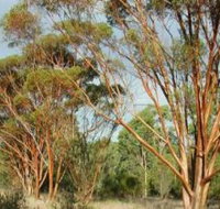 Myall Park Botanic Garden - Your Accommodation