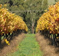 Wild Dog Winery  Restaurant - Your Accommodation