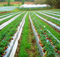 Kookaberry Strawberry Farm - Your Accommodation