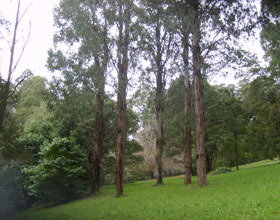 Mount Dandenong Arboretum - Your Accommodation 0