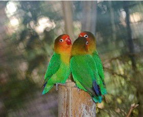 Ballarat Bird World - Your Accommodation 0