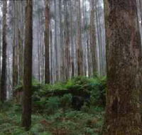 Kinglake National Park - Your Accommodation