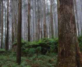 Kinglake National Park - Your Accommodation 0