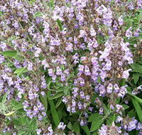 Otway Herbs - Your Accommodation