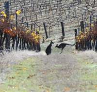 Blue Pyrenees Estate - Your Accommodation