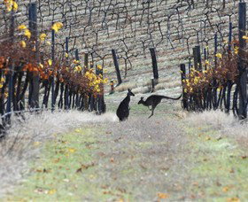 Blue Pyrenees Estate - Your Accommodation 0