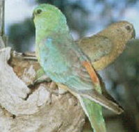 Lake Albacutya Regional Park - Your Accommodation