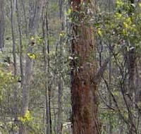 Heathcote-Graytown National Park - Your Accommodation