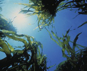 Marengo Reefs Marine Sanctuary - Your Accommodation 0