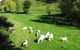 Goats Of Gaia Soap - thumb 0