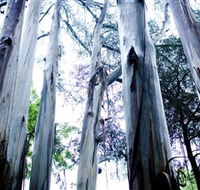 Dandenong Ranges National Park - Your Accommodation