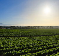 GREENSTONE VINEYARDS - Your Accommodation