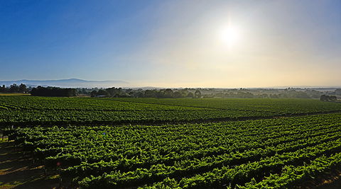 GREENSTONE VINEYARDS - Your Accommodation 0