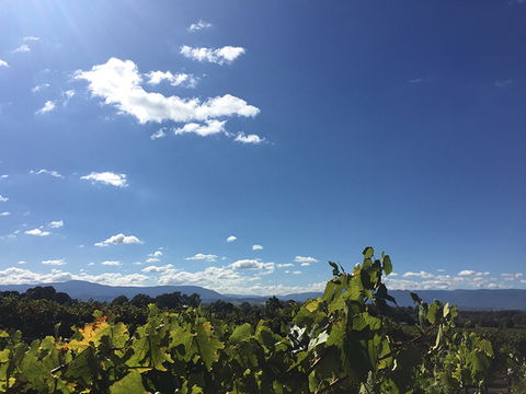 GREENSTONE VINEYARDS - Your Accommodation 5