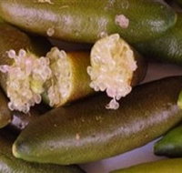 Sandy Creek Olives and Finger Limes - Your Accommodation