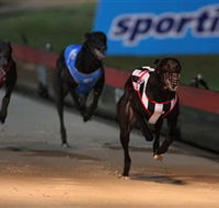 Dapto Dogs - Your Accommodation