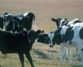 Bodalla Dairy Cheese Factory - Your Accommodation 0