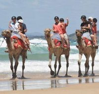 Camel Rides with Coffs Coast Camels - Your Accommodation