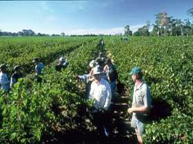 Padthaway Estate Winery - Your Accommodation 1