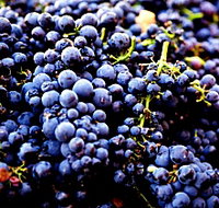 Nandroya Vineyard - Your Accommodation