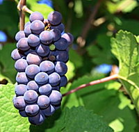 Tinderbox Vineyard - Your Accommodation