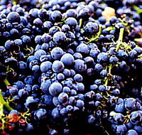 Tolpuddle Vineyard - Your Accommodation