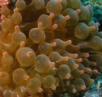 Coral Gardens Dive Site Mooloolaba
