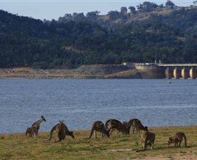Inland Waters Holiday Parks Wyangala Waters - Your Accommodation 3