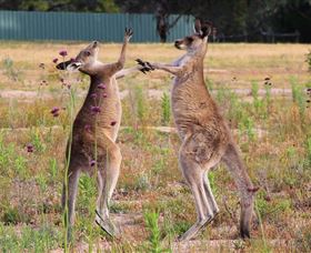 Inland Waters Holiday Parks Wyangala Waters - Your Accommodation 2