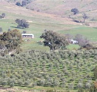 Wymah Organic Olives and Lambs - Your Accommodation