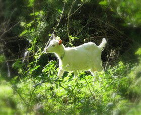 Karmic Goat Soapworks - Your Accommodation 1